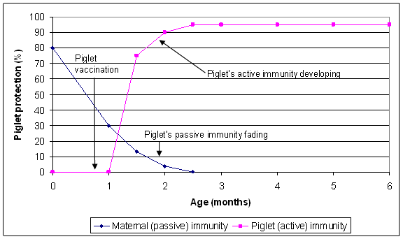 Piglet passive immunity and piglet active immunity after vaccination