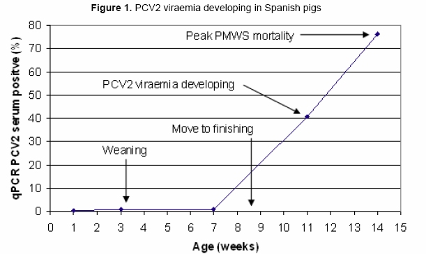PCV2 Viraemia developing in Spanish Pigs