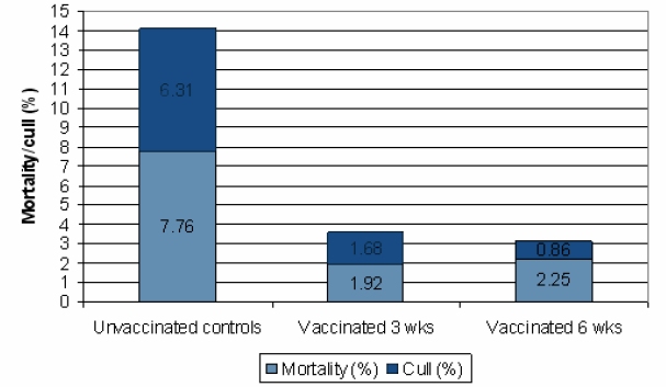 Comparison of mortality and cull rates between unvaccinated controls and 3 or 6 weeks old vaccinated pigs - wasting started at 11 weeks of age