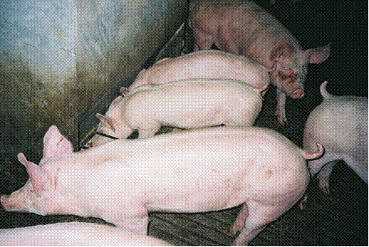 Two Lightweight Pigs PMWS PCV2 in swine
