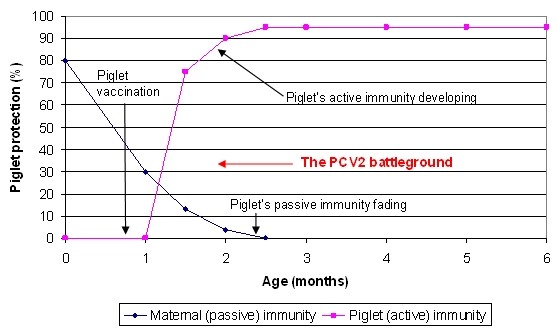 Comparison of protection from MDAs and piglet vaccination - the PCV2 battleground