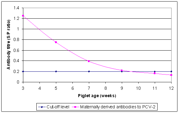 Depletion of maternally derived PCV-2 antibodies in a growing pig