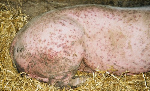 Porcine Dermatitis and Nephropathy Syndrome (PDNS) of swine