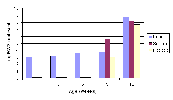 Pathogenesis of the virus infection in pigs developing PMWS