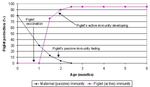 Comparison of protection from MDAs and piglet vaccination