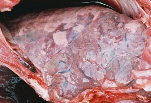 PMWS - severe pneumonia in a pig lung -  well in excess of  pneumonia due to EP alone