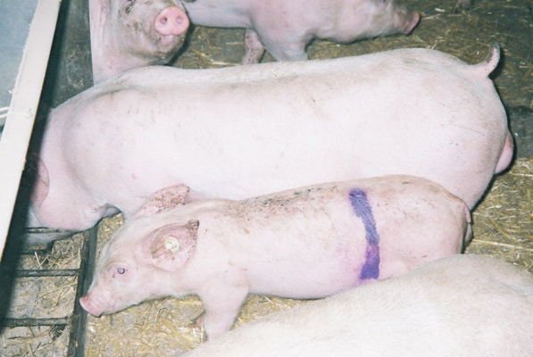 Photograph of a Thin Pig affected by post-weaning multisystemic wasting syndrome - PMWS disease of swine