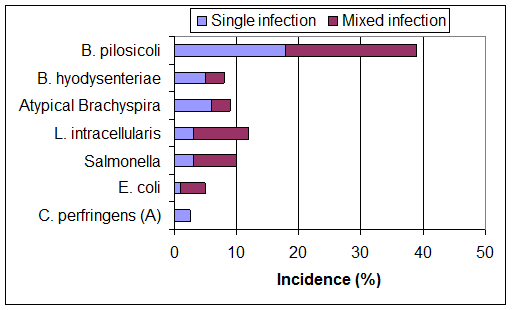 The main bacterial causes of 'colitis' in growing pigs