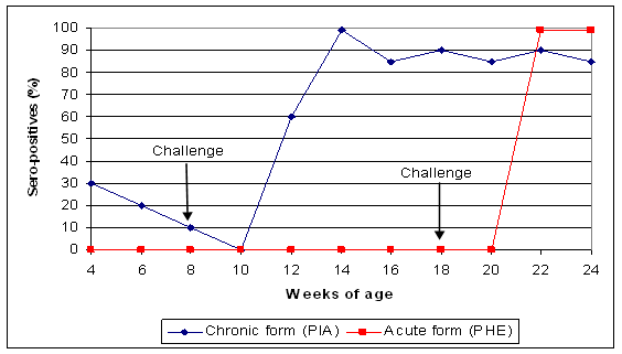 Ileitis Infections - Different patterns between the chronic form in growers and the peracute haemorrhagic form in finishers