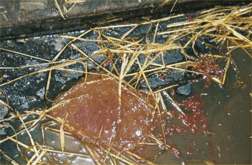 Swine dysentery - typically diarrhoea with blood