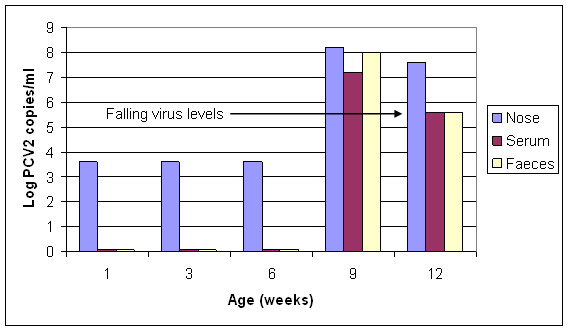 PCV2 copies/ml from serum and nasal and rectal swabs from piglets from PMWS-free pigs