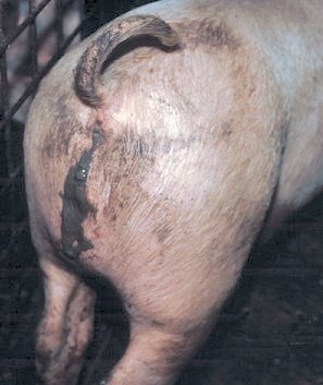 Controlling diarrhoea in growing pigs - grey scour syndrome