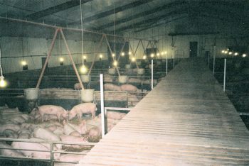 Solid floor pig shed holding over 2000 pigs - copyright photo