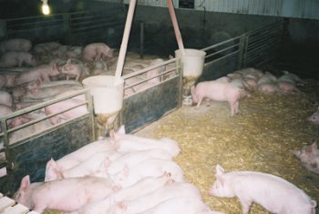 Strawed pig pens holding approximately 100pigs per pen - copyright photo