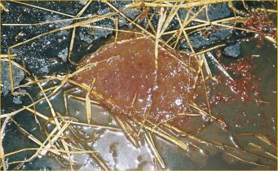 Swine dysentery - blood with diarrhoea - copyright photograph