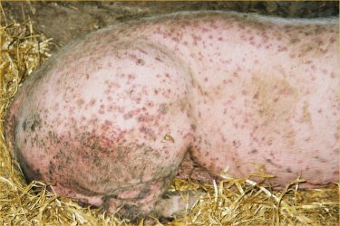 Pig with PDNS in hospital pen  - copyright photograph