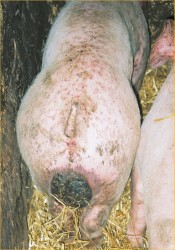 Pig with PDNS and scrotal necrosis  - copyright photograph