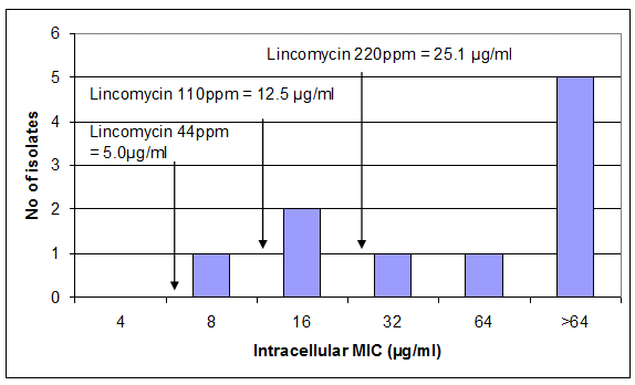 Lincomycin MICs against L. intracellularis and estimated ileal contents concentrations