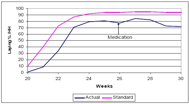Comparative laying performance of IB infected flock and standard production