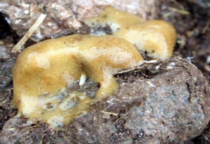Brown frothy caecal droppings associated with Brachyspira