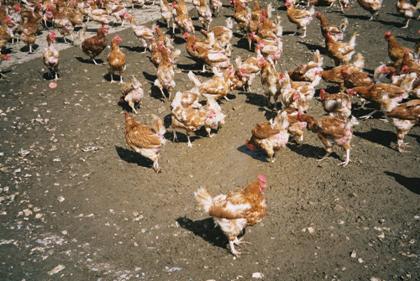 Photo 2. Free range hens sampling a muddy puddle