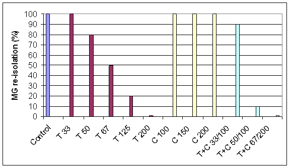 Comparison of M. gallisepticum re-isolation following an artificial infection challenge and treatment with tiamulin and chlortetracycline alone and in combination