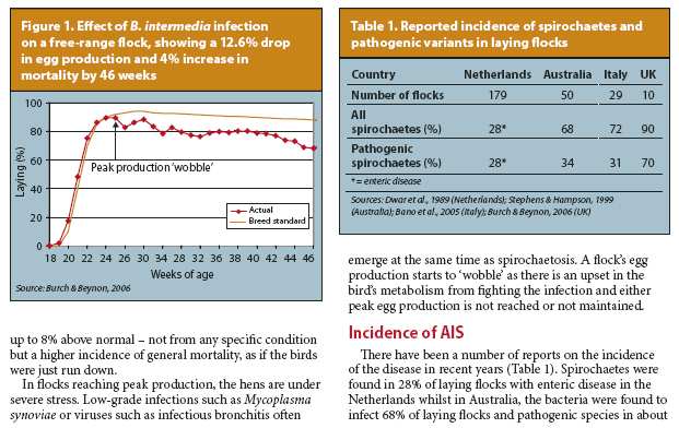 3 Avian Intestinal Spirochaetosis Re-emerges - Poultry International article November 2006
