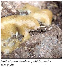 5 Avian Intestinal Spirochaetosis Re-emerges - Poultry International article November 2006