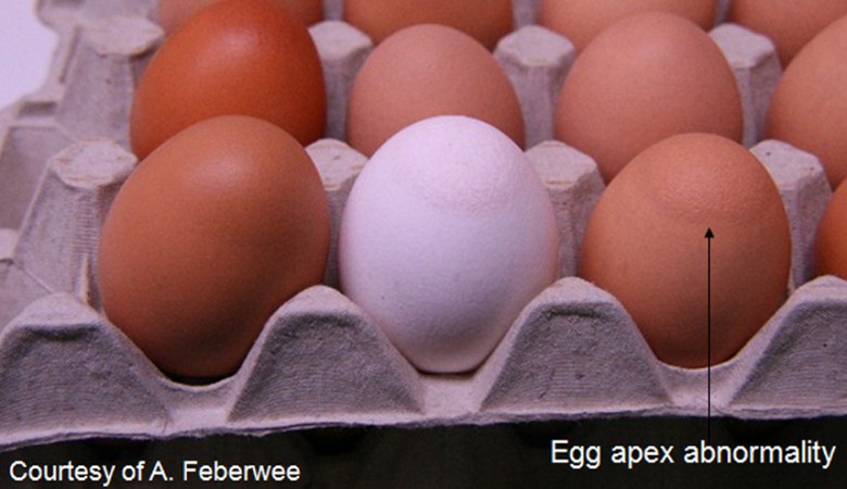 Eggs showing apex abnormalities due to Mycoplasma synoviae