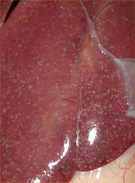 Avian Vibrionic Hepatitis - Avian infectious hepatitis - 