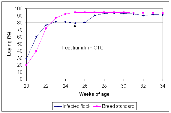 Treatment of a caged flock infected with B. pilosicoli with tiamulin and chlortetracycline