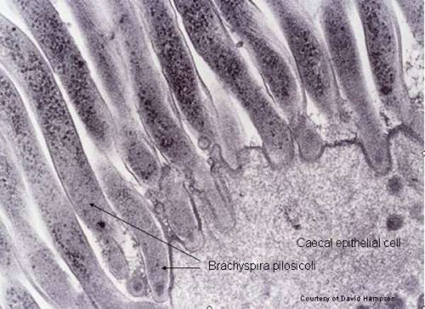 B. pilosicoli bacteria adhering to caecal surface epithelial cells