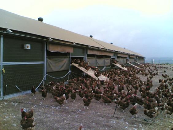 Bare soil outside the hen house - can Brachyspira survive here?