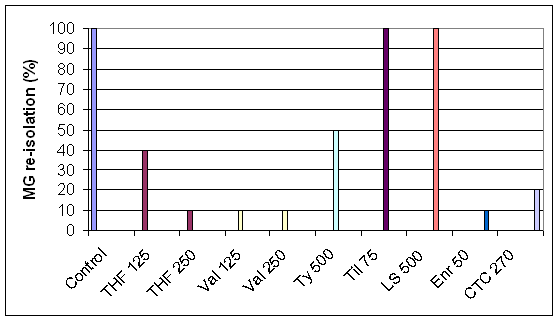 Comparison of M. gallisepticum re-isolation following an artificial infection challenge and treatment with various antimicrobials