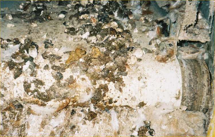 Avian Intestinal Spirochaetosis - Typical brown/fawn, soft to watery droppings