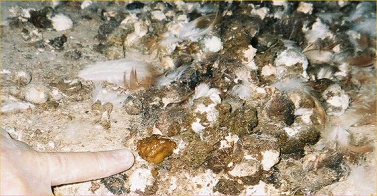 Avian Intestinal Spirochaetosis - Typical brown, soft to watery dropping