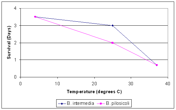 Survival of Intestinal Spirochaetosis Brachyspira spirochaetes B. intermedia and B. pilosicoli in faeces at different temperatures